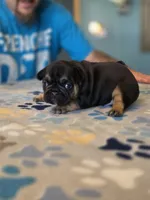 Bagel , a male French Bulldog for sale in La Porte, IN – 1 of 6