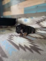 Bagel , a male French Bulldog for sale in La Porte, IN – 4 of 6