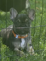 Bagel , a male French Bulldog for sale in La Porte, IN – 3 of 6