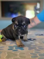 Bagel , a male French Bulldog for sale in La Porte, IN – 2 of 6