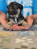 Blue, a male French Bulldog for sale in La Porte, IN – 4 of 4
