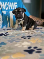 Marry, a female French Bulldog for sale in La Porte, IN – 4 of 4