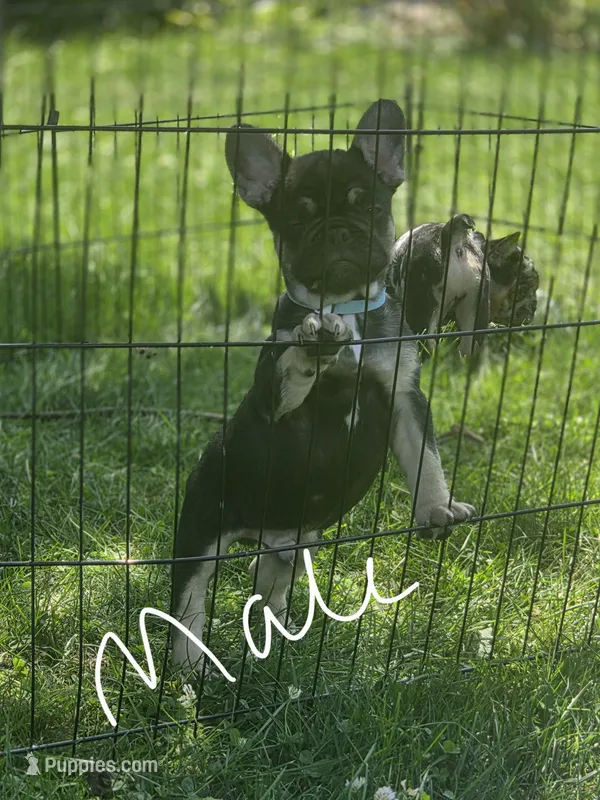 Blue – French Bulldog puppy for sale in La Porte, IN