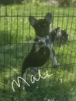 Blue, a male French Bulldog for sale in La Porte, IN – 1 of 4