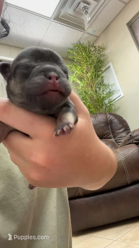 Marry – French Bulldog puppy for sale in La Porte, IN