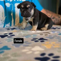Marry, a female French Bulldog for sale in La Porte, IN – 2 of 4