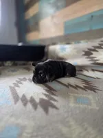 Bagel , a male French Bulldog for sale in La Porte, IN – 5 of 6