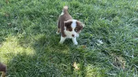 Sweeney, a female Australian Shepherd for sale in Sacramento, CA – 3 of 4