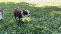 Sweeney, a female Australian Shepherd for sale in Sacramento, CA – 2 of 4