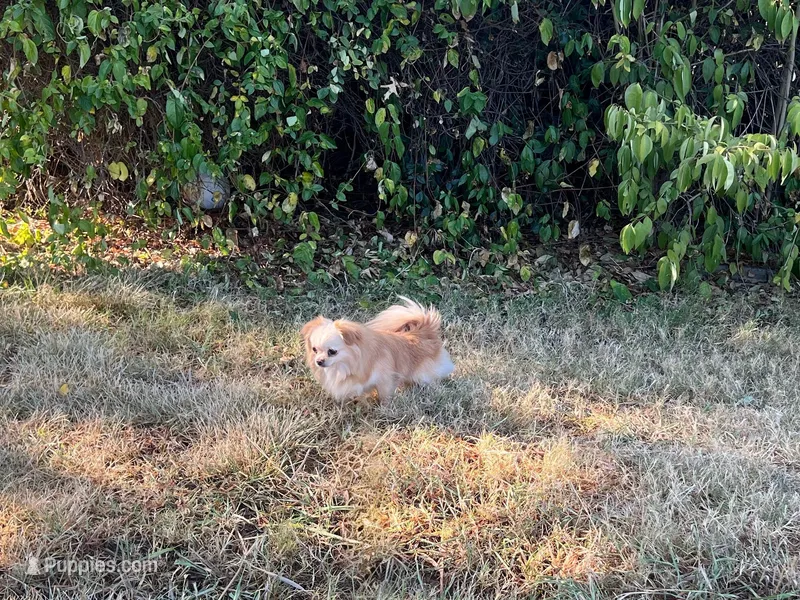 Blazer – Chihuahua puppy for sale in Sacramento, CA