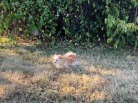 Blazer, a male Chihuahua for sale in Sacramento, CA – 2 of 5
