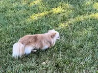 Blazer, a male Chihuahua for sale in Sacramento, CA – 5 of 5