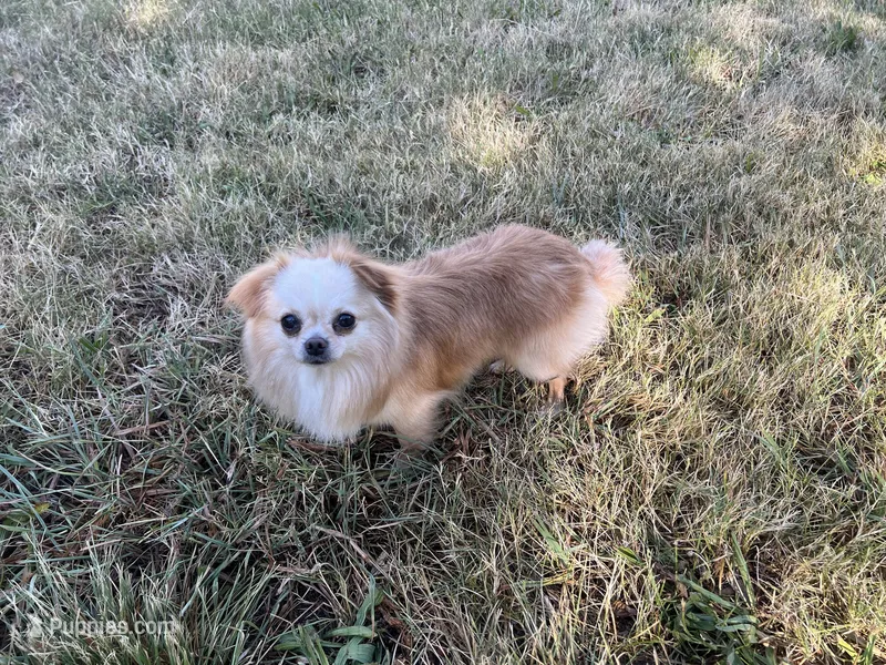 Blazer – Chihuahua puppy for sale in Sacramento, CA