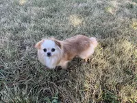 Blazer, a male Chihuahua for sale in Sacramento, CA – 1 of 5