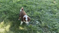 Sweeney, a female Australian Shepherd for sale in Sacramento, CA – 4 of 4