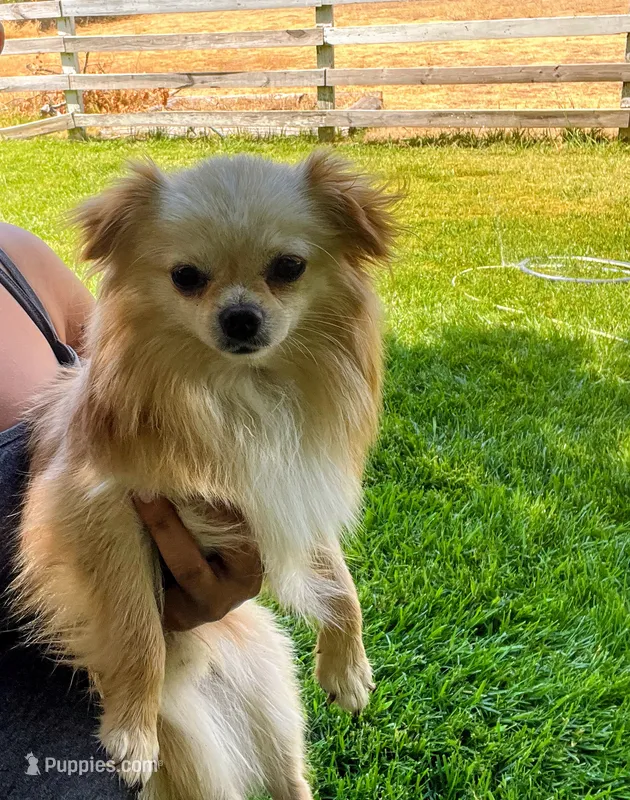 Blazer – Chihuahua puppy for sale in Sacramento, CA