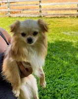 Blazer, a male Chihuahua for sale in Sacramento, CA – 1 of 1