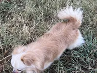Blazer, a male Chihuahua for sale in Sacramento, CA – 3 of 5