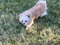 Blazer, a male Chihuahua for sale in Sacramento, CA – 4 of 5