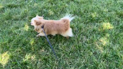 Blazer, a male Chihuahua for sale in Sacramento, CA – 6 of 6