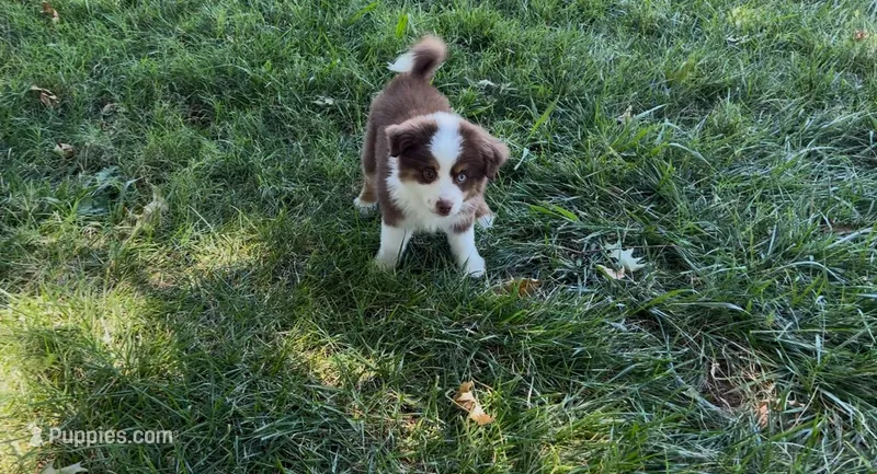 Sweeney – Australian Shepherd puppy for sale in Sacramento, CA