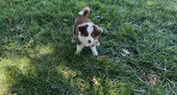 Sweeney, a female Australian Shepherd for sale in Sacramento, CA – 1 of 4