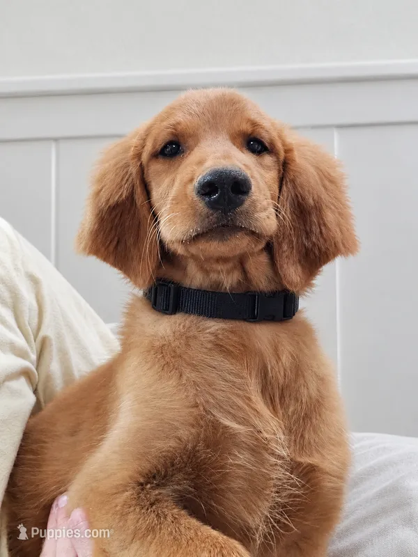 Winnie – Golden Retriever puppy for sale in Macon, GA