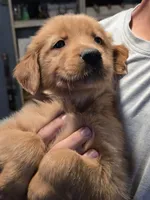Abby , a female Golden Retriever for sale in Armona, CA – 3 of 3
