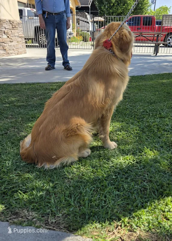 Pendy – Golden Retriever puppy for sale in Armona, CA