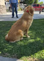 Pendy, a male Golden Retriever for sale in Armona, CA – Photo 1 of 2
