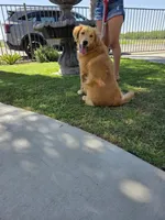 Pendy, a male Golden Retriever for sale in Armona, CA – Photo 2 of 2