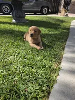 Abby , a female Golden Retriever for sale in Armona, CA – Photo 3 of 3