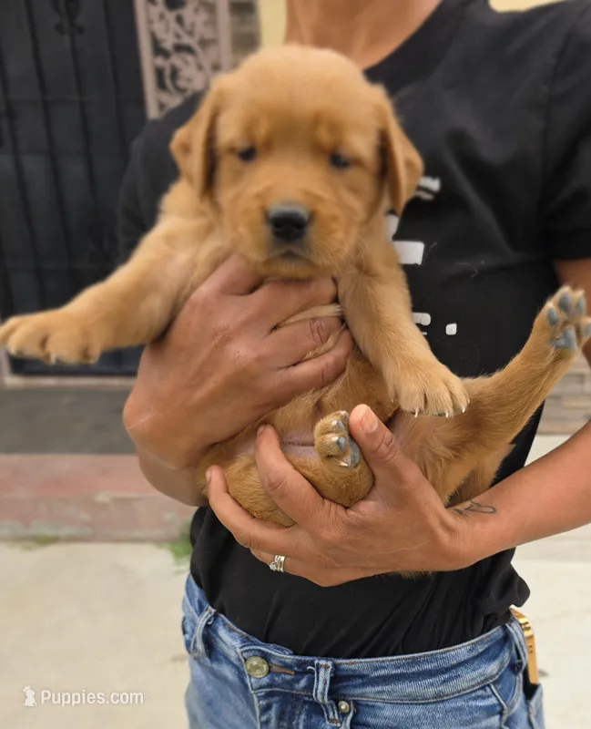 Kira – Golden Retriever puppy for sale in Armona, CA