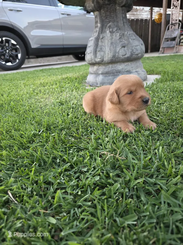 Abby  – Golden Retriever puppy for sale in Armona, CA