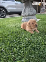 Abby , a female Golden Retriever for sale in Armona, CA – Photo 1 of 3