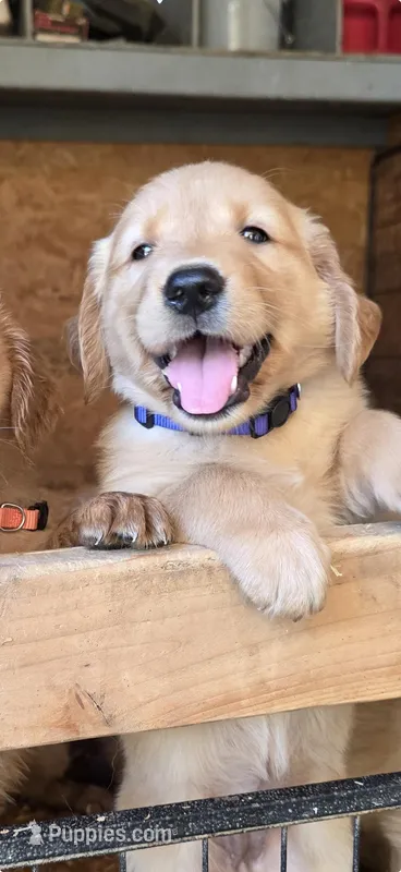 Kira – Golden Retriever puppy for sale in Armona, CA