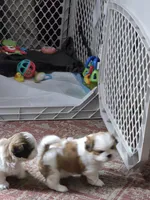 Milo, a male Shih Tzu for sale in Birchwood, WI – 4 of 7