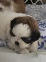 Max, a male Shih Tzu for sale in Birchwood, WI – 2 of 8