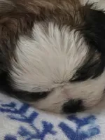 Max, a male Shih Tzu for sale in Birchwood, WI – 3 of 8