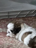 Max, a male Shih Tzu for sale in Birchwood, WI – 5 of 8