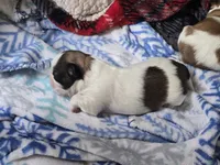 Max, a male Shih Tzu for sale in Birchwood, WI – 6 of 8