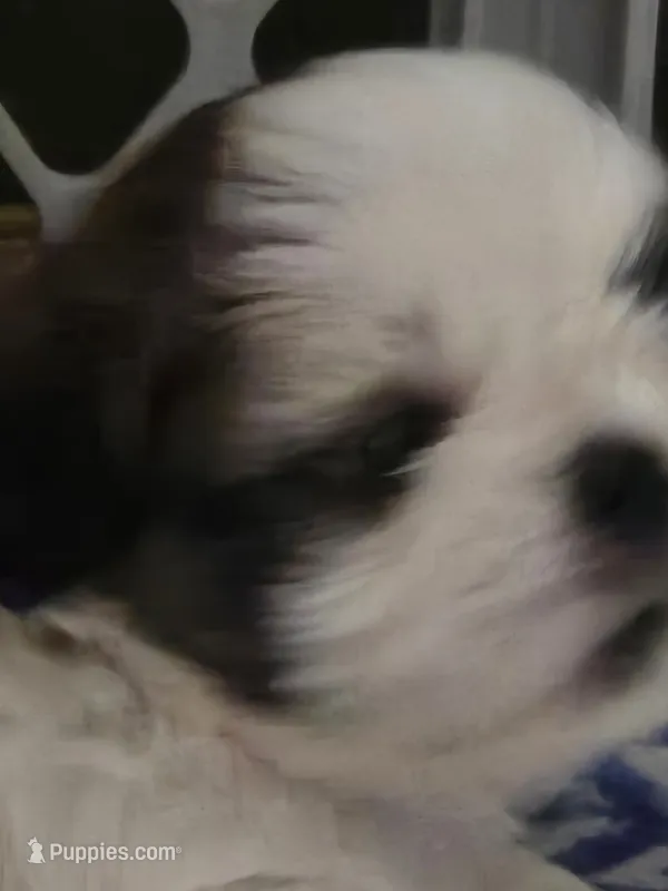 Max – Shih Tzu puppy for sale in Birchwood, WI