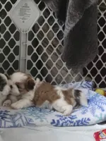 Milo, a male Shih Tzu for sale in Birchwood, WI – 1 of 7