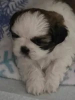 Max, a male Shih Tzu for sale in Birchwood, WI – 4 of 8