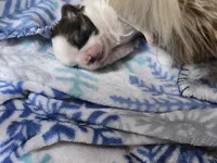 Max, a male Shih Tzu for sale in Birchwood, WI – 8 of 8