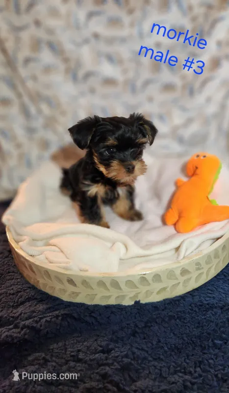 Bruno #3 – Morkie puppy on hold in Racine, WI