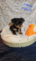 Bruno #3, a male Morkie for sale in Racine, WI – 1 of 2