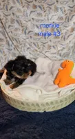Bruno #3, a male Morkie for sale in Racine, WI – 2 of 2