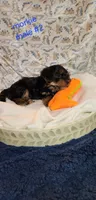 Teddy #2, a male Morkie for sale in Racine, WI – 3 of 4