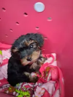 Teddy #2, a male Morkie for sale in Racine, WI – 4 of 4